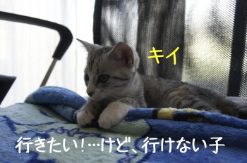 キイちゃん(猫)の紹介