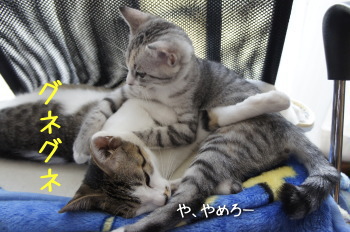 キイちゃん(猫)の紹介