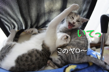キイちゃん(猫)の紹介