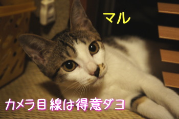 マルちゃん(猫)の紹介