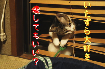 マルちゃん(猫)の紹介