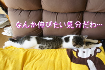 マルちゃん(猫)の紹介