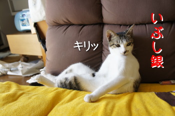 マルちゃん(猫)の紹介