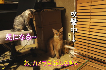 マルちゃん(猫)の紹介