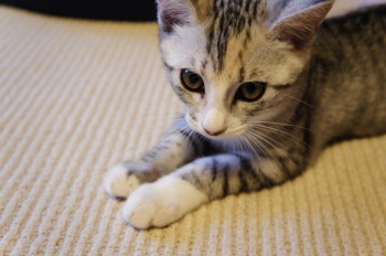 キイちゃん(猫)の紹介②