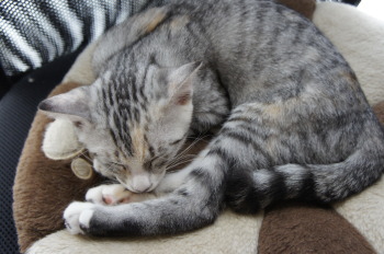 キイちゃん(猫)の紹介②