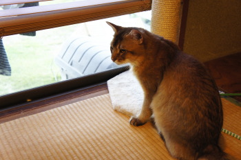 キイちゃん(猫)の紹介②