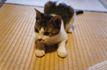 マルちゃん(猫)の紹介②