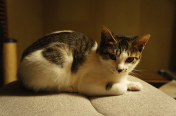 マルちゃん(猫)の紹介②