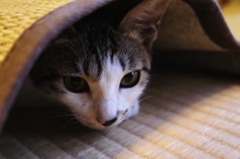 マルちゃん(猫)の紹介②
