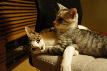 マルちゃん(猫)の紹介②