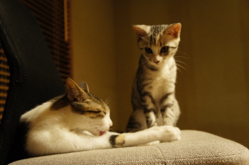 キイちゃん(猫)の紹介②