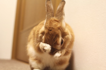 ミミ助(うさぎ)の日常