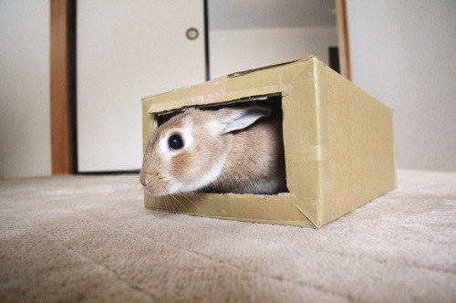 ミミ助(うさぎ)の日常 続き