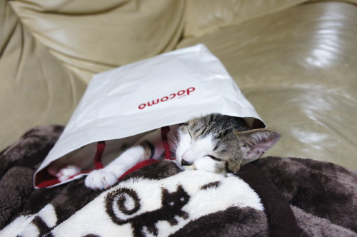 猫たちの日常