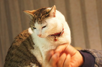 チーコ、瀕死の状態から回復☆