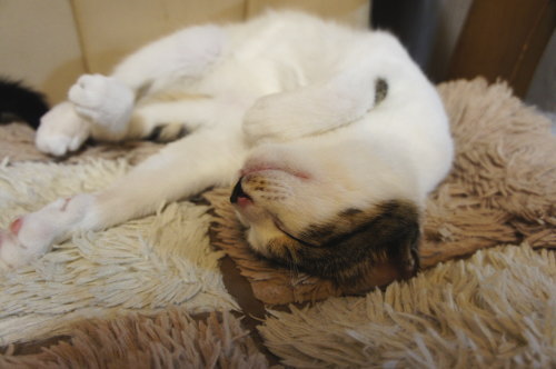 猫たちの日常 続き