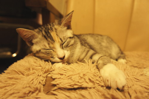 猫たちの日常 続き