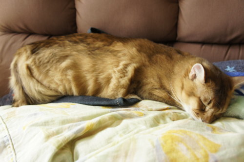 猫たちの日常 続き