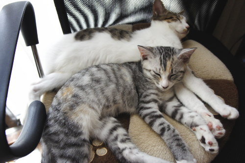 猫たちの日常 続き②