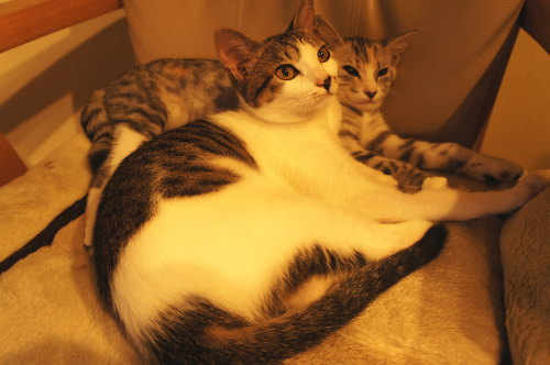 猫たちの日常 続き②