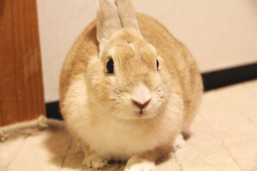 モモちゃん(うさぎ)の日常