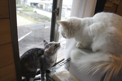 猫たちの日常 続き③