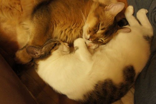 猫たちの日常 続き③