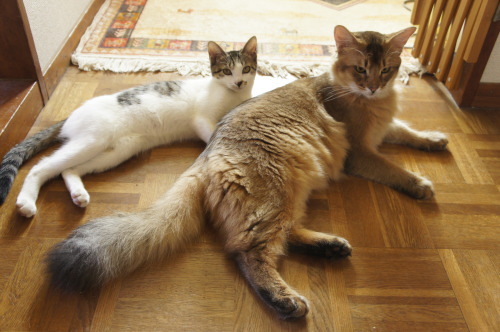 猫たちの日常 続き③