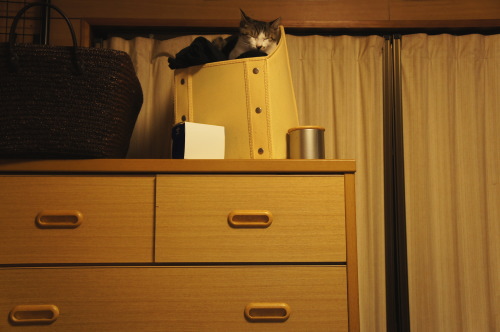 猫たちの日常 続き④