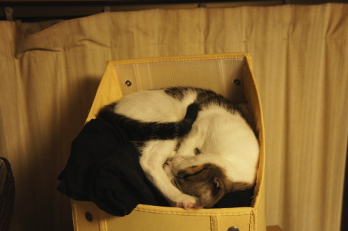 猫たちの日常 続き④