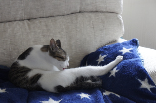 猫たちの日常 続き④