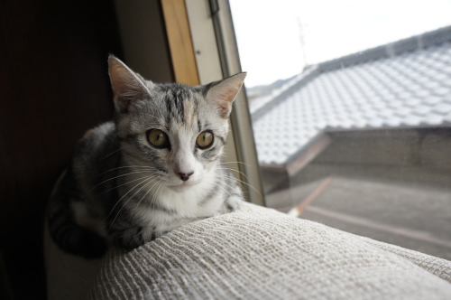 猫たちの日常 続き③