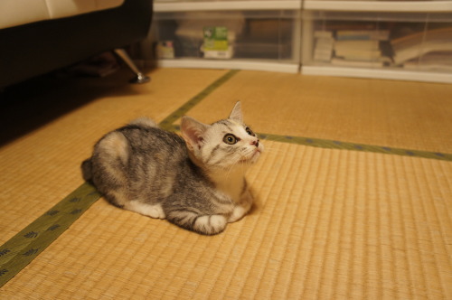 猫たちの日常 続き③