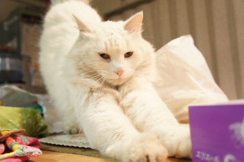 ミルクのふわふわ度合い