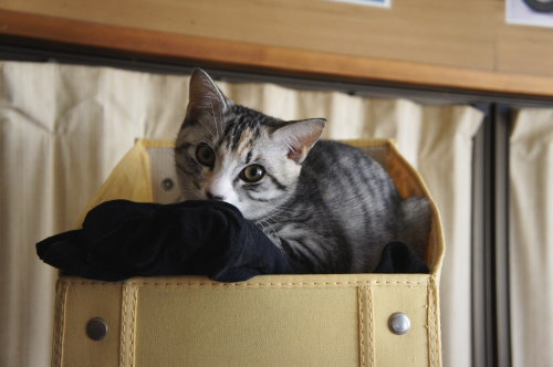 猫たちの日常 続き⑤