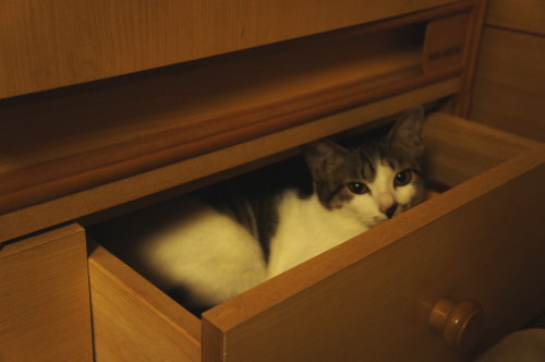 猫たちの日常 続き⑤