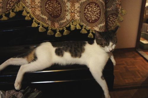 猫たちの日常 続き⑤