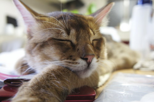 猫たちの日常 続き⑤