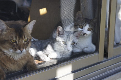 猫たちの日常 続き⑥