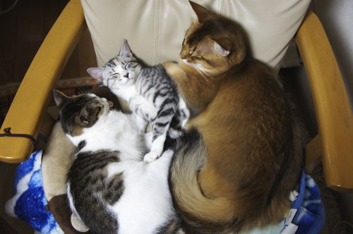 猫たちの日常 続き⑥