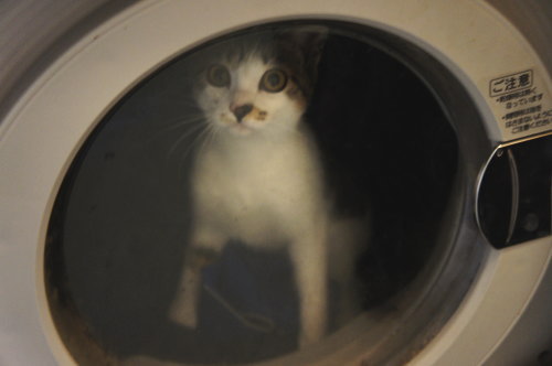 猫たちの日常 続き⑥