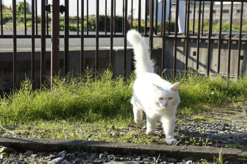 猫たちの日常 続き⑥