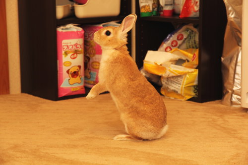 久しぶりに、うさぎ達の写真をば