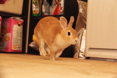 久しぶりに、うさぎ達の写真をば