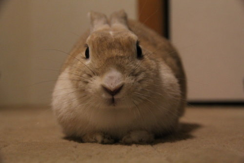 久しぶりに、うさぎ達の写真をば