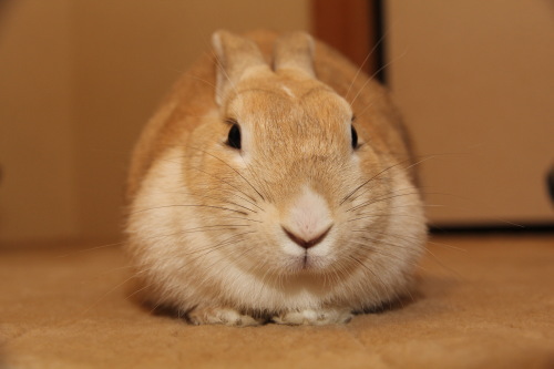 久しぶりに、うさぎ達の写真をば