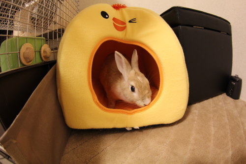 あけましておめでとうございます(*^-^*)