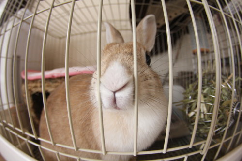 うさぎ×うさぎ