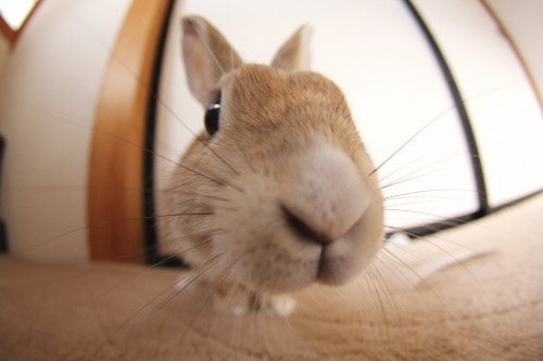 うさぎ×うさぎ